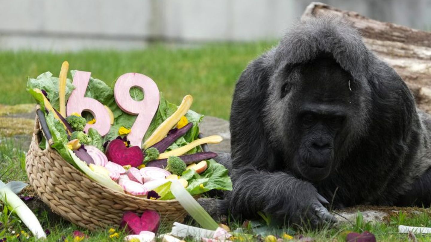 Zu ihrem Ehrentag gibt es einen Korb voller Gemüse für die Gorilla-Dame. Foto: Sven Kaeuler/dpa