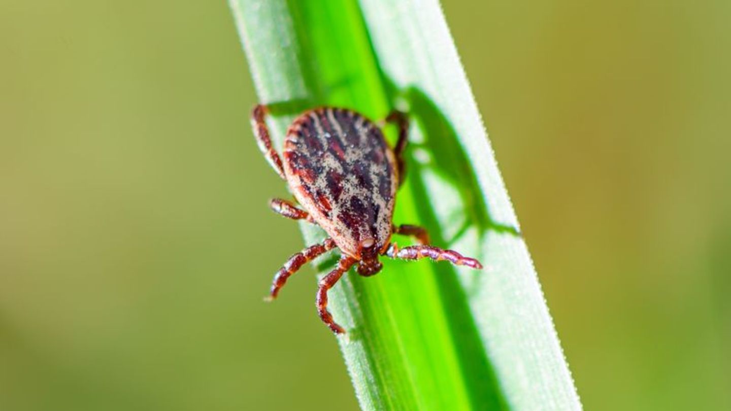 Je nach Areal sind 5 bis 50 Prozent der Zecken in Deutschland mit Borreliose infiziert. Foto: Patrick Pleul/dpa