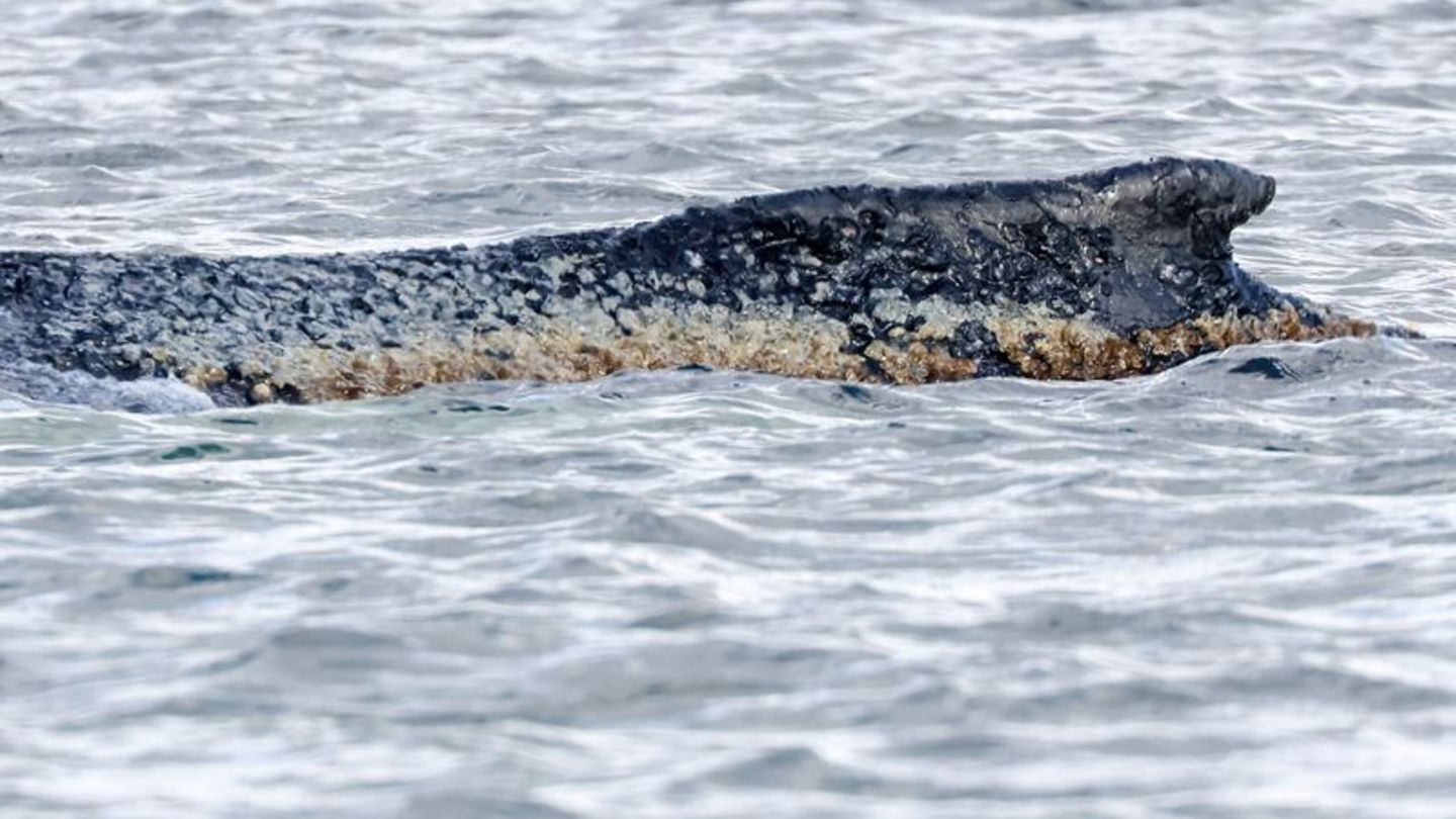 Für den Wal scheint es keine Hoffnung mehr zu geben. (Archivbild) Foto: Bodo Marks/dpa