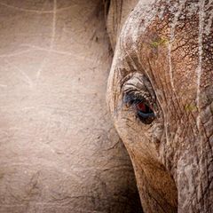 Eine Nahaufnahme eines Elefantengesichtes