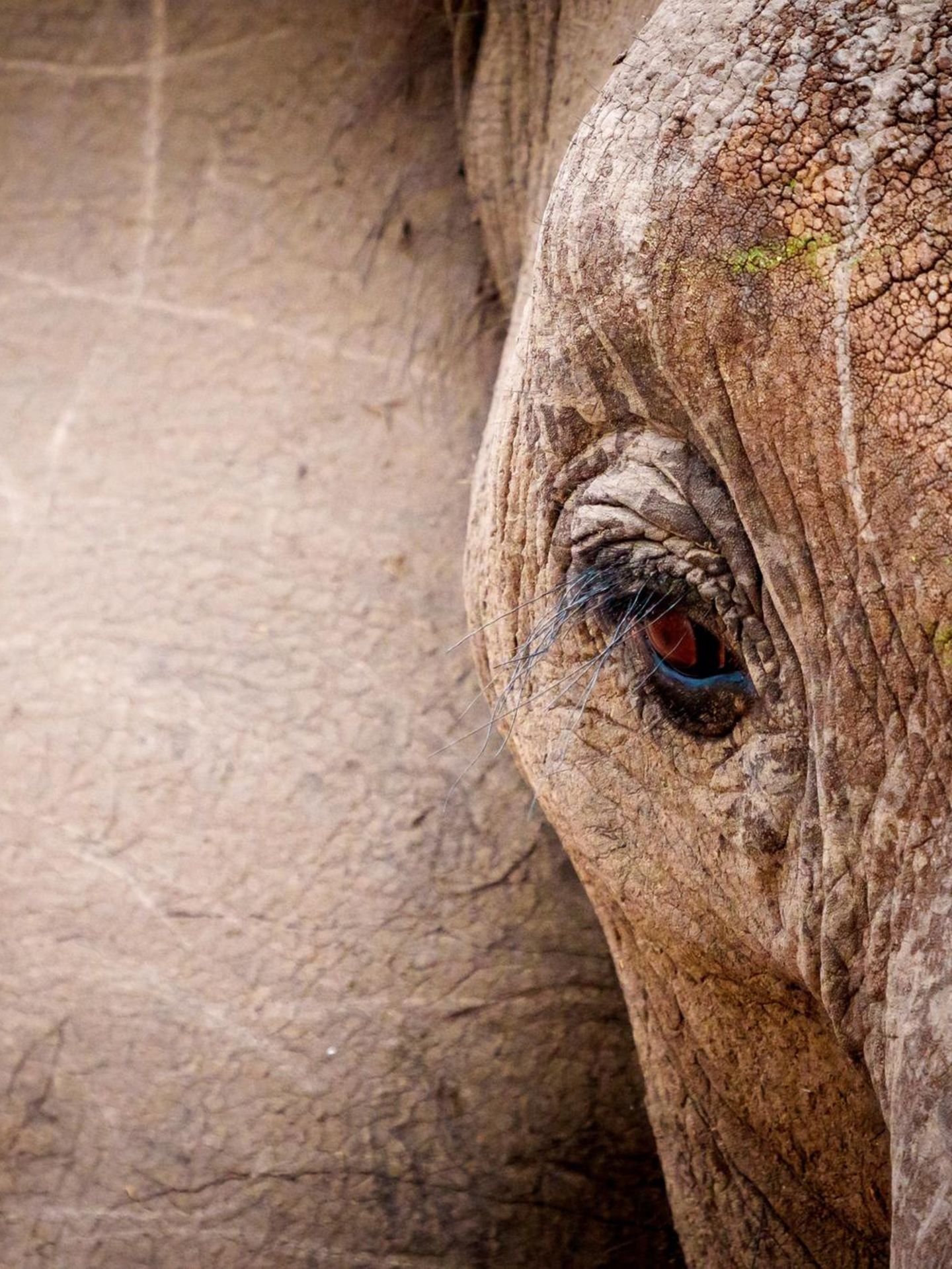 Eine Nahaufnahme eines Elefantengesichtes