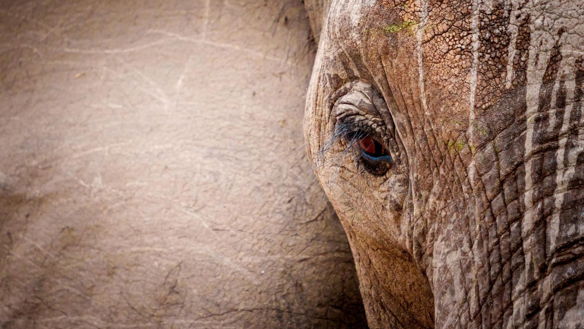Eine Nahaufnahme eines Elefantengesichtes