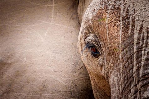 Eine Nahaufnahme eines Elefantengesichtes
