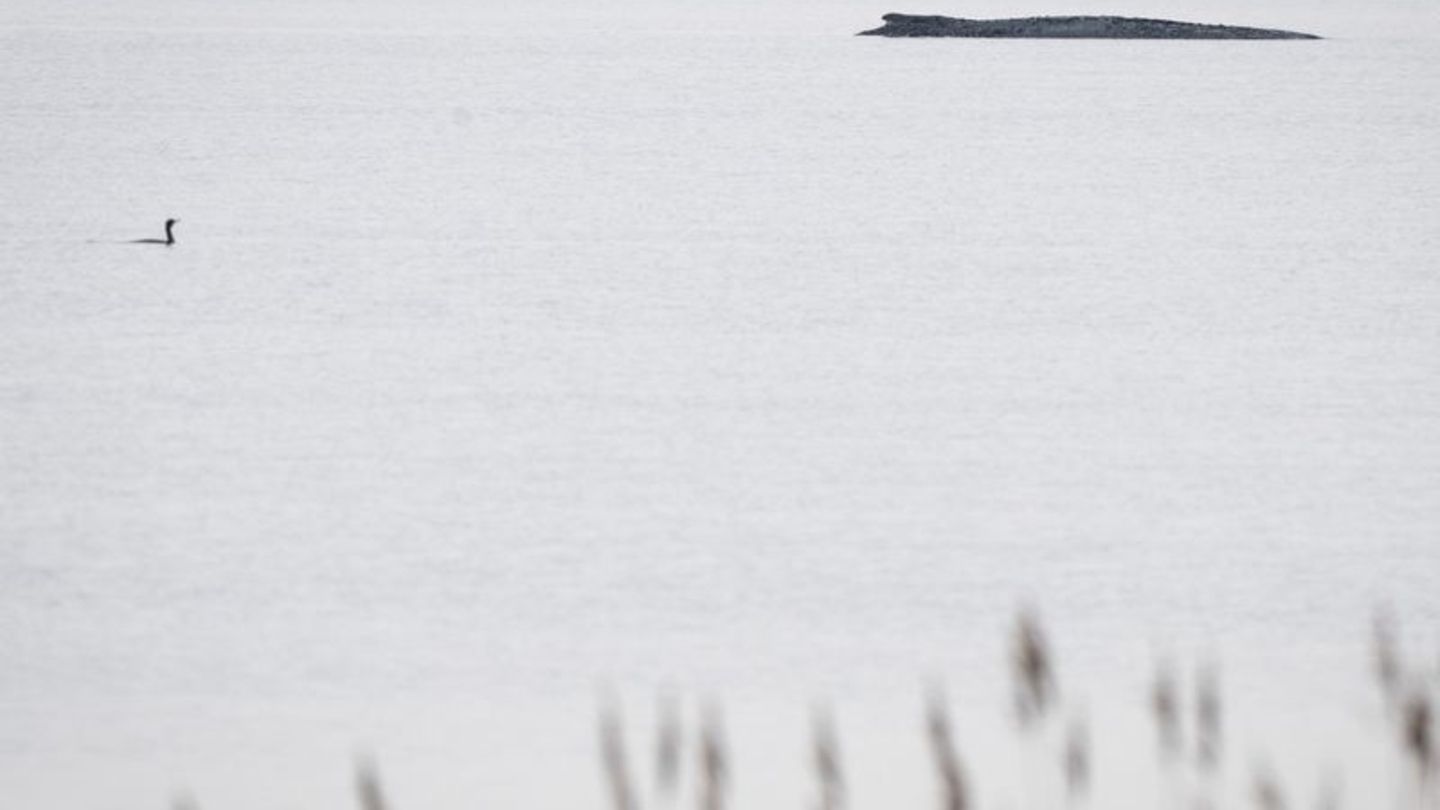 Seit dem 31. März liegt der Buckelwal in etwa 1,50 Meter Wassertiefe vor Poel. Foto: Philip Dulian/dpa