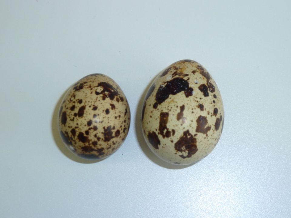 Japanischen Wachteleier