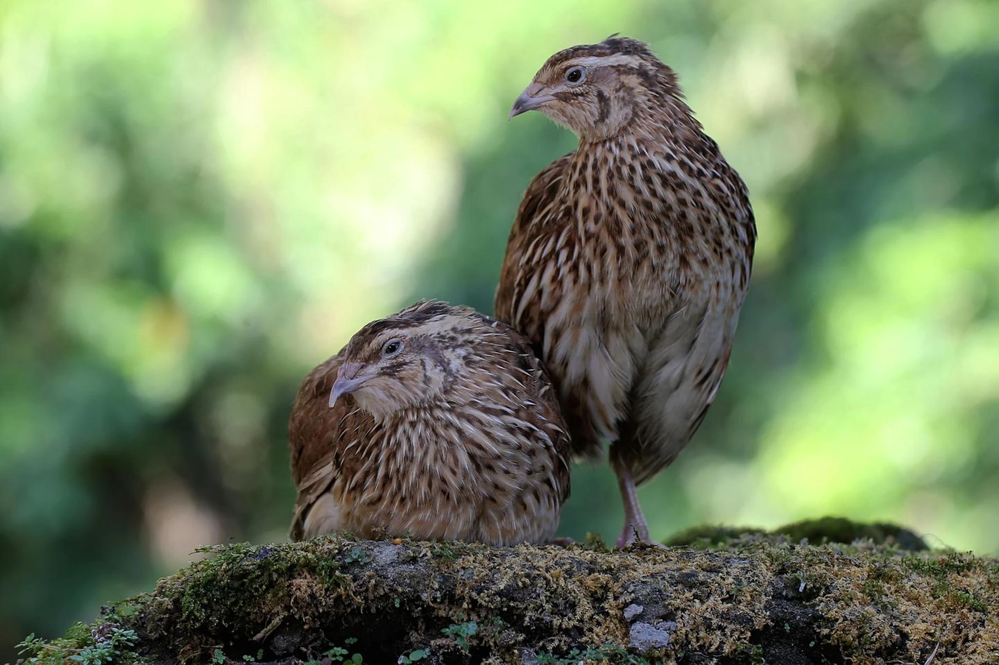 Japanisches Wachtelpaar