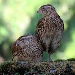 Japanisches Wachtelpaar