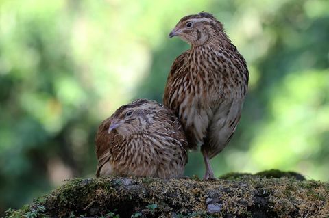 Japanisches Wachtelpaar