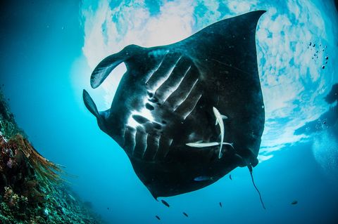 Nickelabbau und Plastikmüll: Raja Ampat Archipel – das bedrohte Paradies im Osten Indonesiens