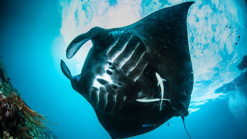 Nickelabbau und Plastikmüll: Raja Ampat Archipel – das bedrohte Paradies im Osten Indonesiens