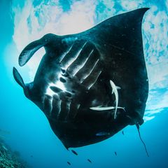 Nickelabbau und Plastikmüll: Raja Ampat Archipel – das bedrohte Paradies im Osten Indonesiens
