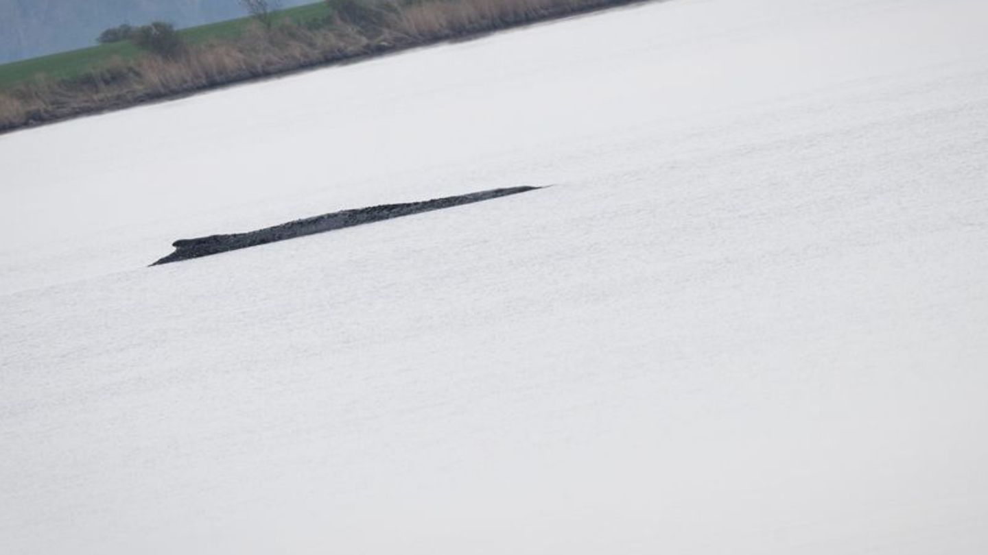 Der Wal vor Poel war nach Angaben eines dpa-Fotoreporters auch am Mittwoch deutlich zu hören. Foto: Philip Dulian/dpa