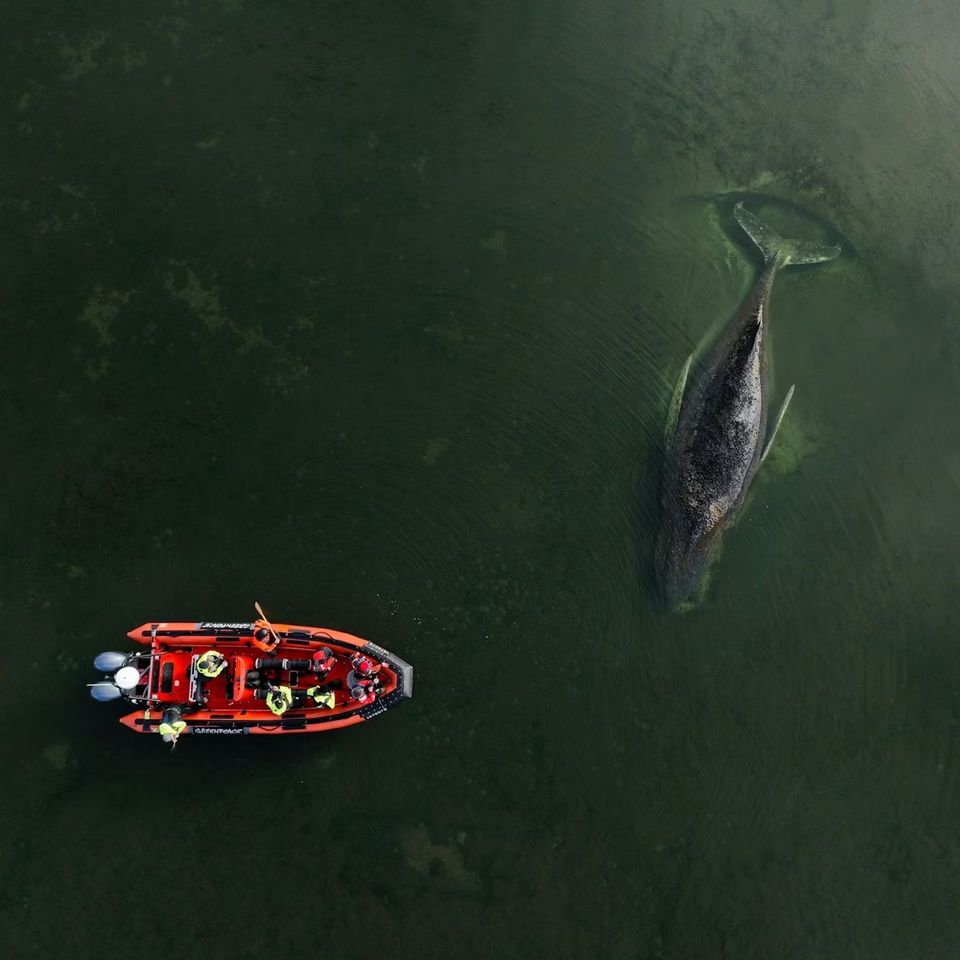 Dem gestrandeten Buckelwal vor der Insel Poel in der Ostsee geht es unverändert schlecht