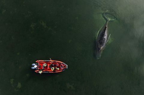 Dem gestrandeten Buckelwal vor der Insel Poel in der Ostsee geht es unverändert schlecht