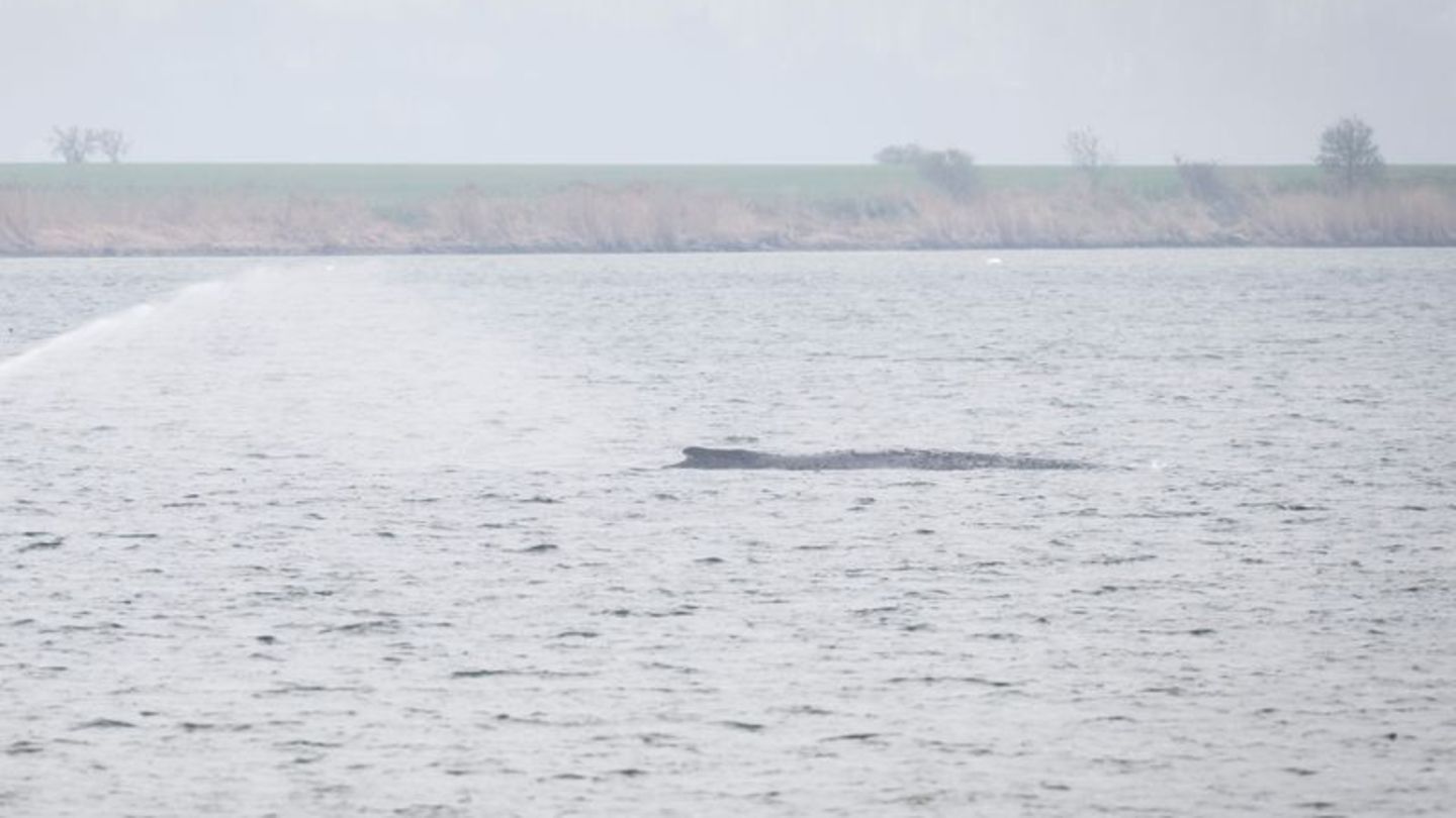 Der Wal liegt seit Tagen vor der Insel Poel. (Archivbild) Foto: Philip Dulian/dpa