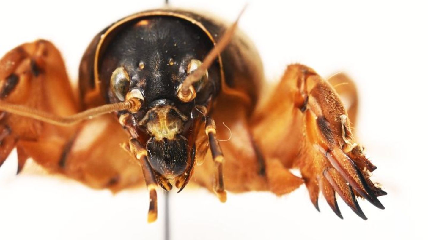 Die Maulwurfsgrille hat Schaufeln, um sich durchs Erdreich zu buddeln. Foto: Uli Deck/dpa
