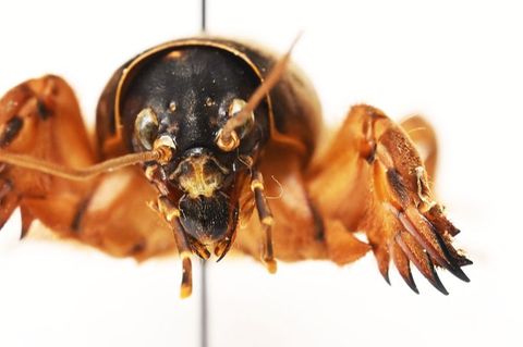 Die Maulwurfsgrille hat Schaufeln, um sich durchs Erdreich zu buddeln. Foto: Uli Deck/dpa