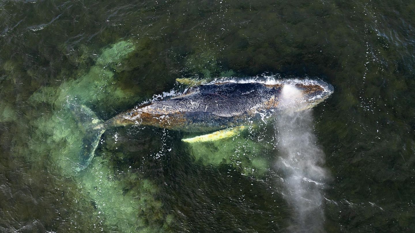 Zuletzt strandete der Buckelwal in der Wismarbucht, nahe der Insel Poel. Offenbar ging es dem Meeressäuger so schlecht, dass er sich aus eigener Kraft nicht befreien konnte oder wollte