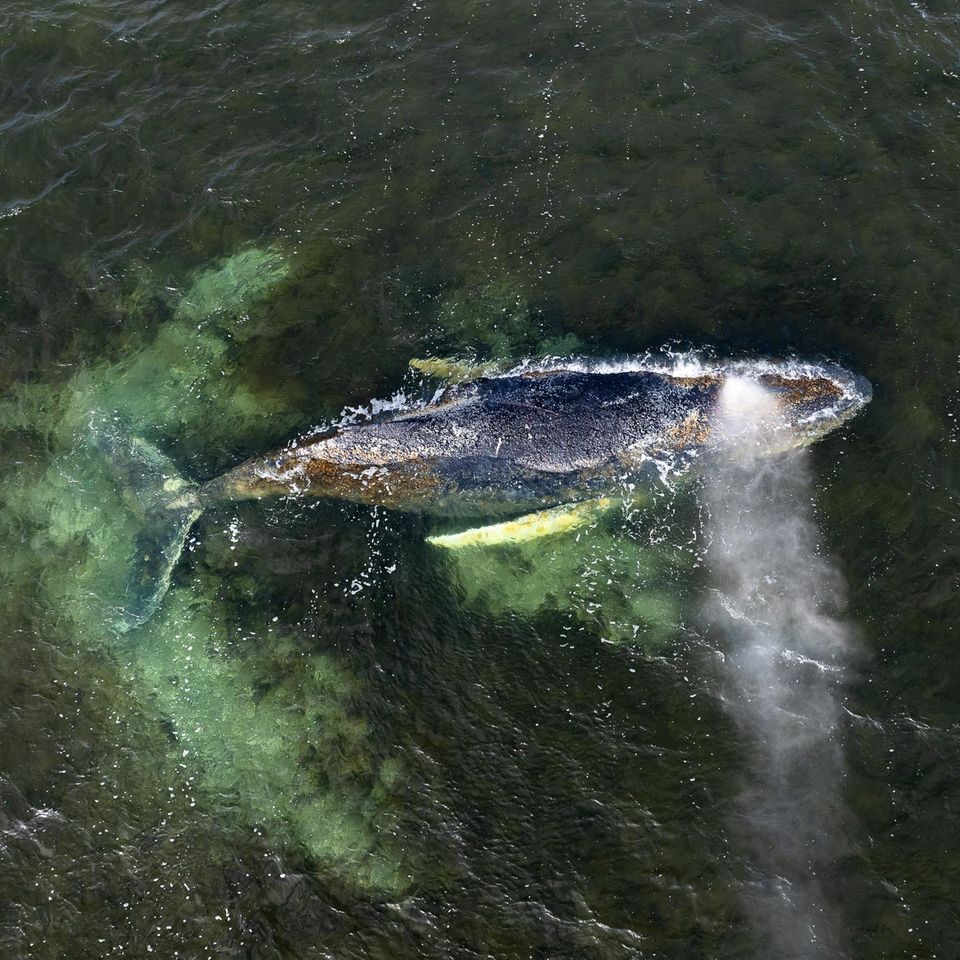 Zuletzt strandete der Buckelwal in der Wismarbucht, nahe der Insel Poel. Offenbar ging es dem Meeressäuger so schlecht, dass er sich aus eigener Kraft nicht befreien konnte oder wollte