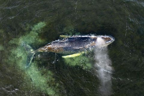 Zuletzt strandete der Buckelwal in der Wismarbucht, nahe der Insel Poel. Offenbar ging es dem Meeressäuger so schlecht, dass er sich aus eigener Kraft nicht befreien konnte oder wollte