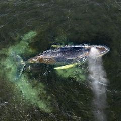 Zuletzt strandete der Buckelwal in der Wismarbucht, nahe der Insel Poel. Offenbar ging es dem Meeressäuger so schlecht, dass er sich aus eigener Kraft nicht befreien konnte oder wollte