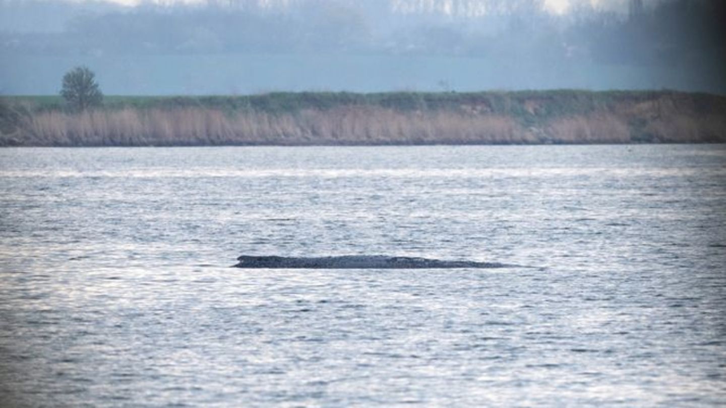 Noch ist im Wasser am Wal nichts vom Rettungsversuch zu sehen. Foto: Philip Dulian/dpa