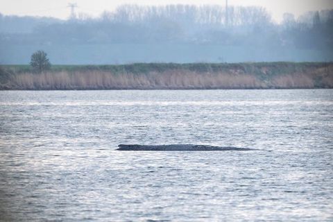Noch ist im Wasser am Wal nichts vom Rettungsversuch zu sehen. Foto: Philip Dulian/dpa