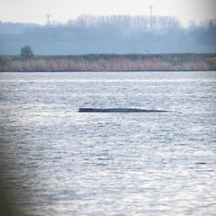 Noch ist im Wasser am Wal nichts vom Rettungsversuch zu sehen. Foto: Philip Dulian/dpa