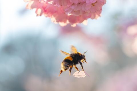 Hummel mit Blütenblatt einer Kirschblüte