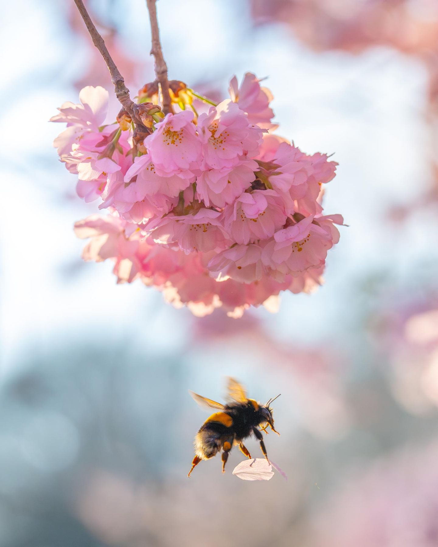 Hummel mit Blütenblatt einer Kirschblüte