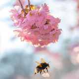 Hummel mit Blütenblatt einer Kirschblüte