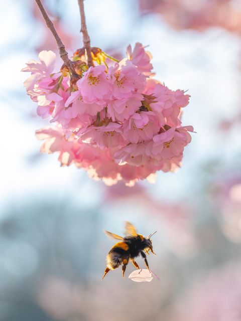 Hummel mit Blütenblatt einer Kirschblüte