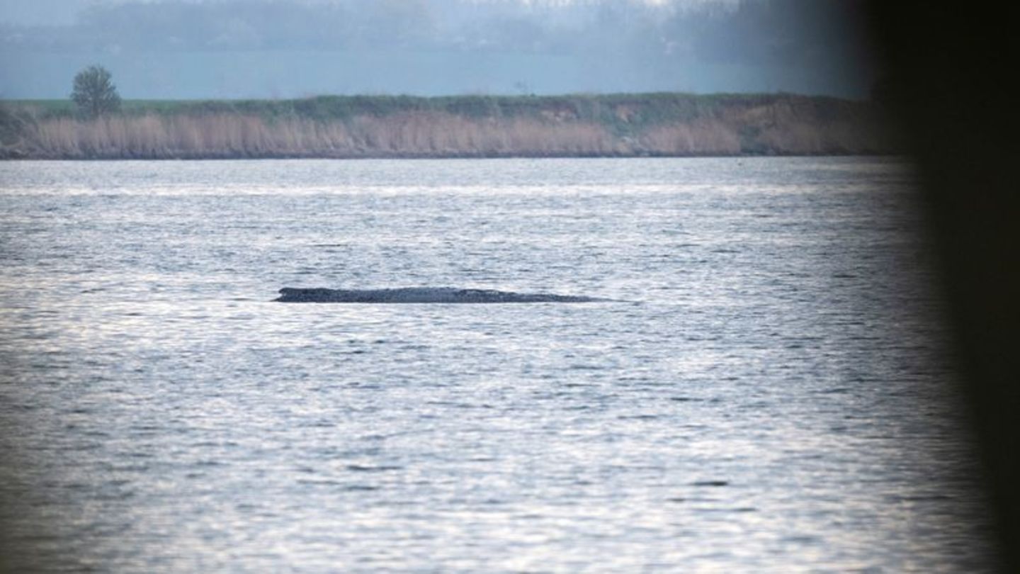 Mit ihrem Okay für einen Rettungsversuch für den Buckelwal bei Wismar durch eine private Initiative sorgten die Behörden zuletzt