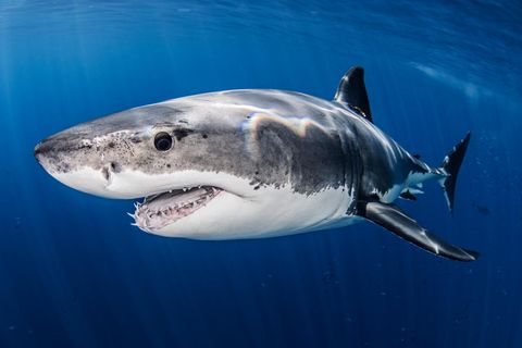 Weißer Hai