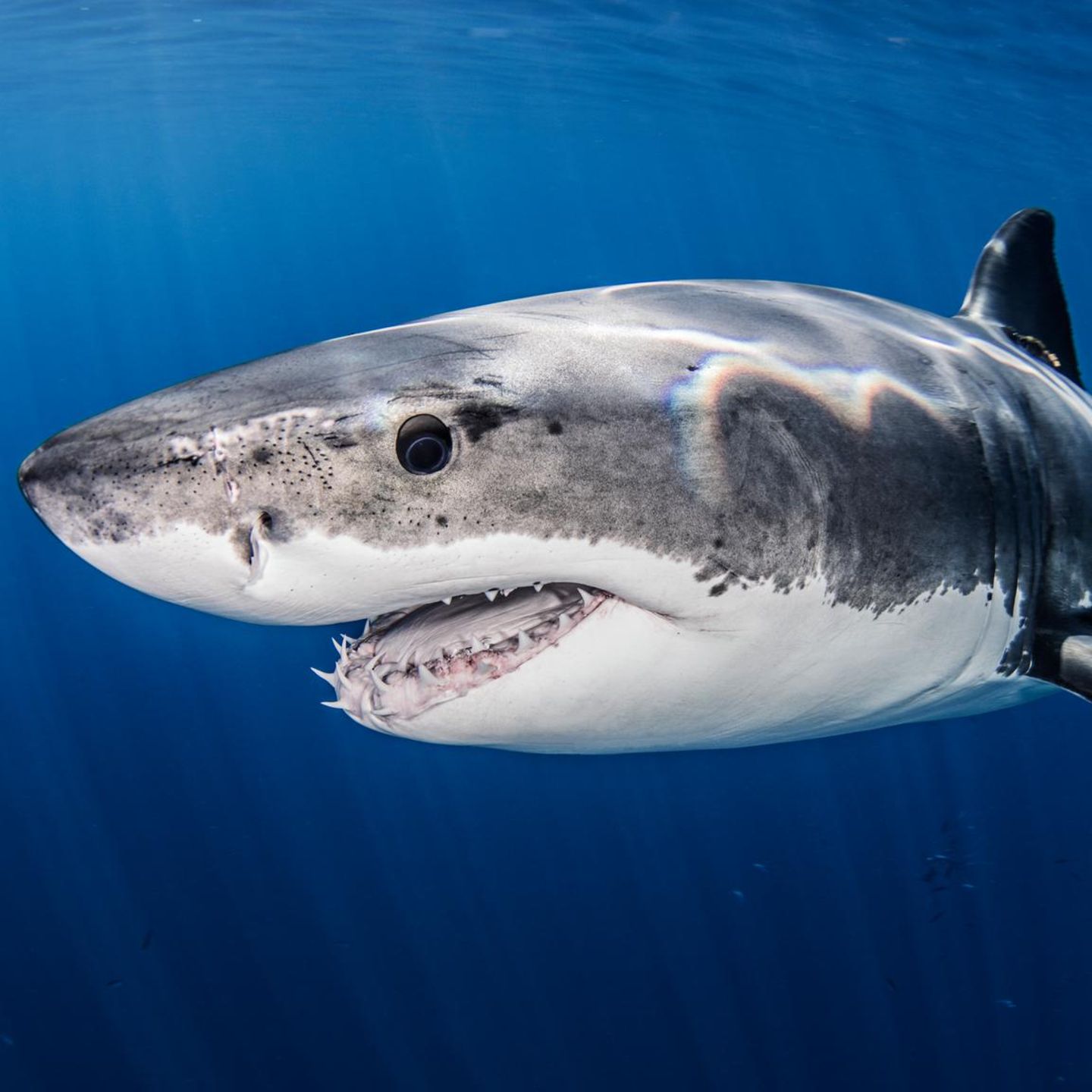 Weißer Hai