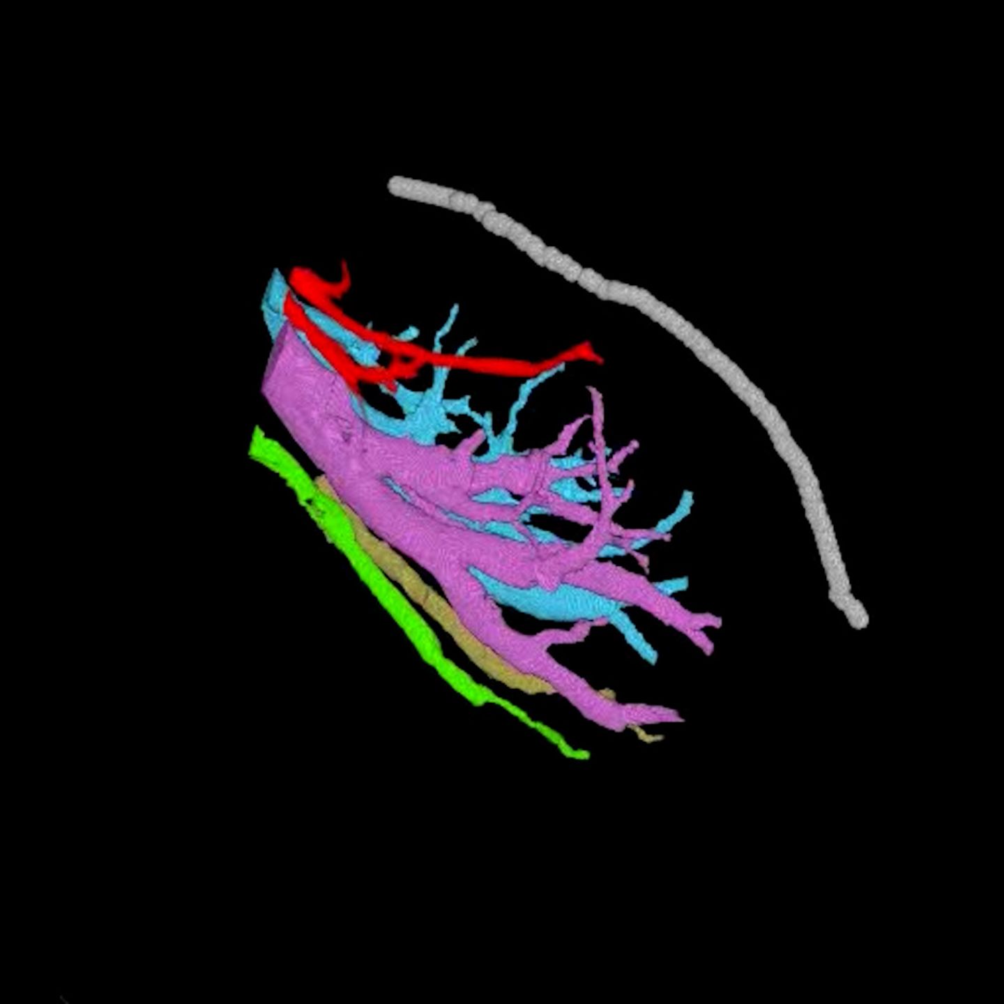 Umfassende Nervenkarte: So komplex ist die Klitoris: 3D-Modell zeigt ungeahnte Details