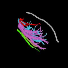 Umfassende Nervenkarte: So komplex ist die Klitoris: 3D-Modell zeigt ungeahnte Details