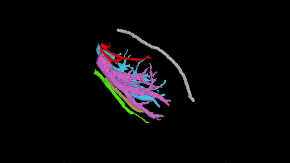 Umfassende Nervenkarte: So komplex ist die Klitoris: 3D-Modell zeigt ungeahnte Details