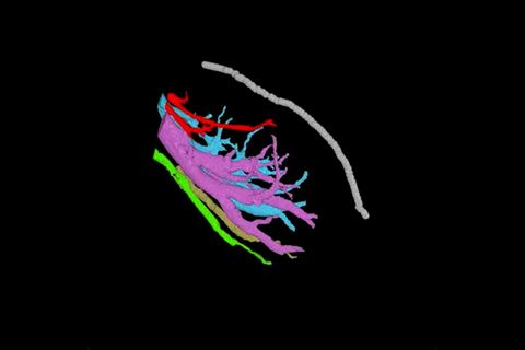 Umfassende Nervenkarte: So komplex ist die Klitoris: 3D-Modell zeigt ungeahnte Details