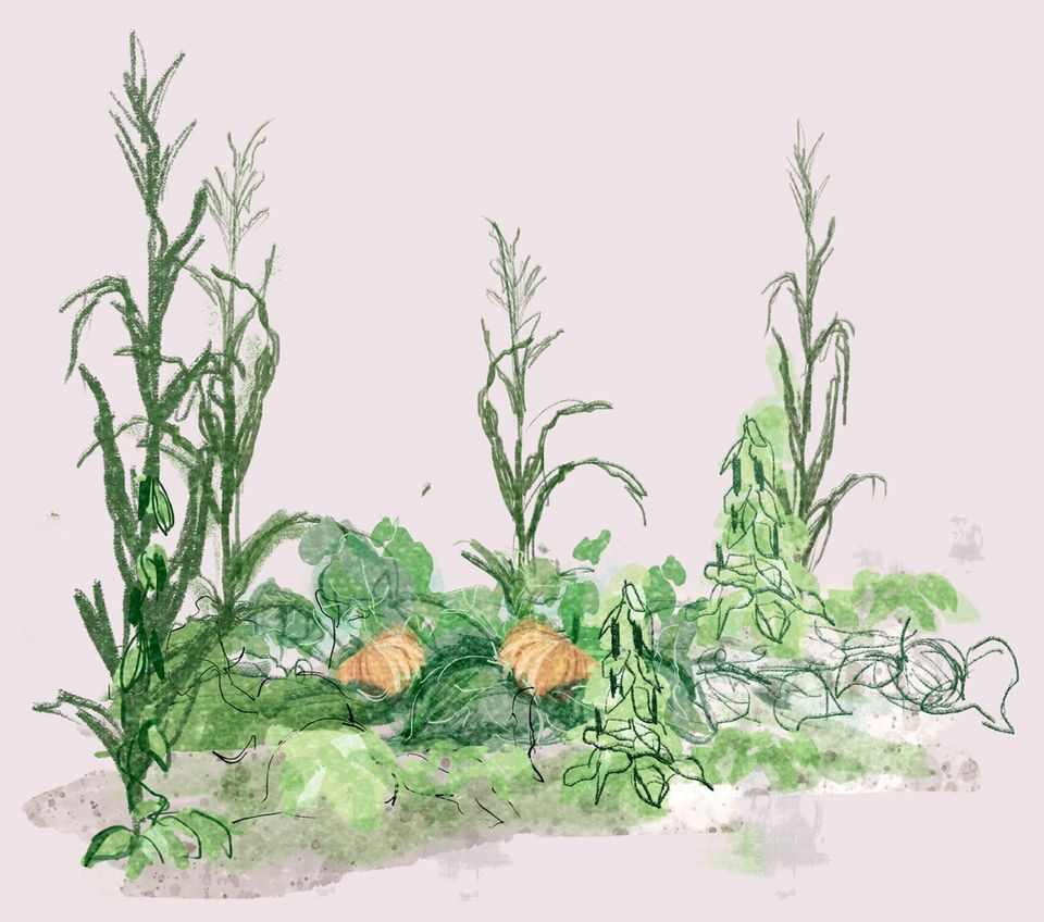 Illustration von Mais, Bohne und Kürbis in Gemeinschaft