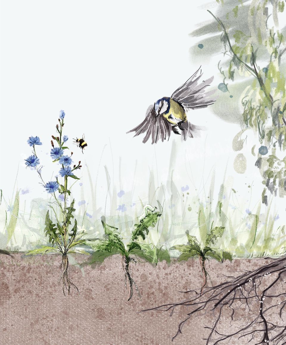 Kohlmeise flattert über Garten