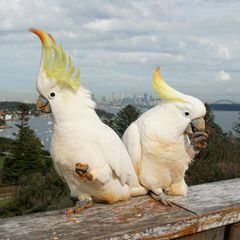 Gelbhaubenkakadus in Sydney haben gelernt, Mülltonnen zu öffnen – und öffentliche Wasserspender zu bedienen