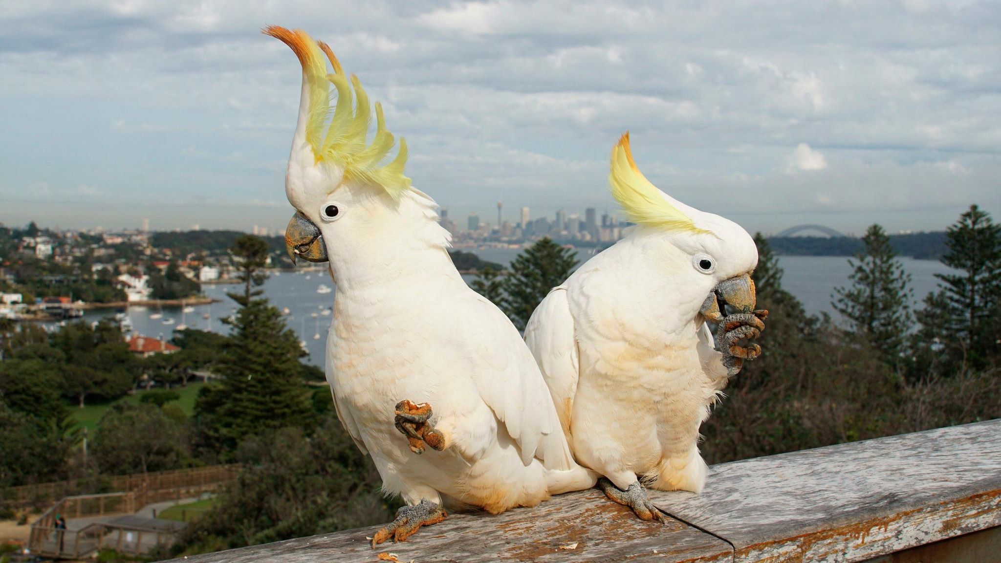 Gelbhaubenkakadus in Sydney haben gelernt, Mülltonnen zu öffnen – und öffentliche Wasserspender zu bedienen