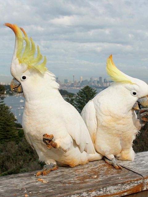 Gelbhaubenkakadus in Sydney haben gelernt, Mülltonnen zu öffnen – und öffentliche Wasserspender zu bedienen