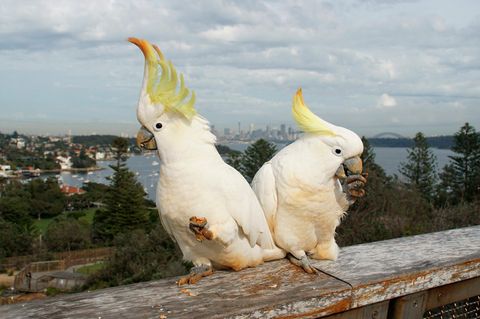 Gelbhaubenkakadus in Sydney haben gelernt, Mülltonnen zu öffnen – und öffentliche Wasserspender zu bedienen