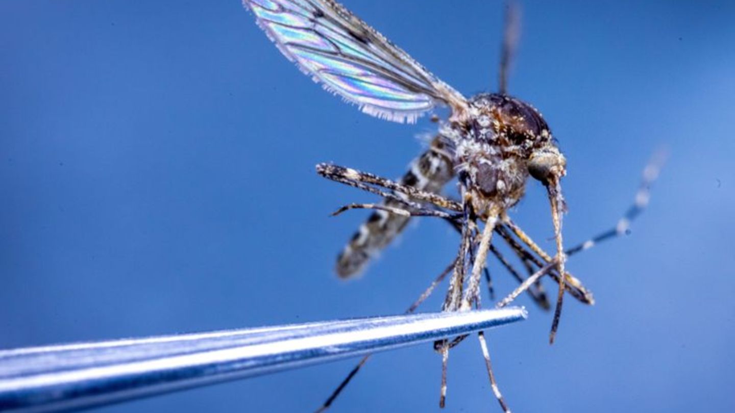 In Island wurden erstmals Stechmücken entdeckt. (Illustration) Foto: Jens Büttner/dpa