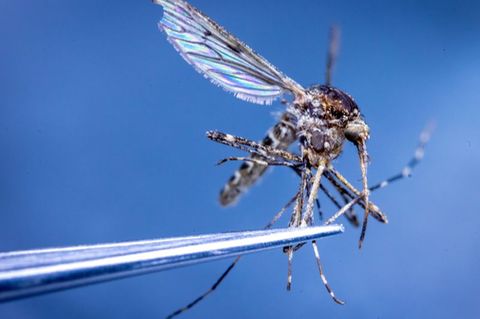 In Island wurden erstmals Stechmücken entdeckt. (Illustration) Foto: Jens Büttner/dpa