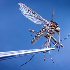 In Island wurden erstmals Stechmücken entdeckt. (Illustration) Foto: Jens Büttner/dpa