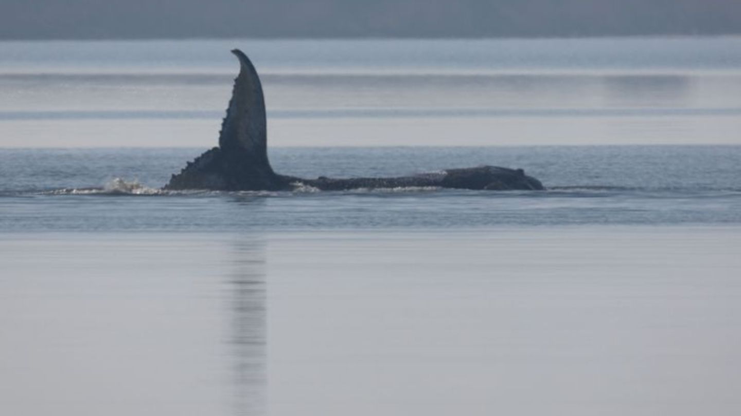 Nach Worten von Walter Gunz, der den Rettungsversuch für den Buckelwal mitfinanziert, liegt die Aktion aktuell einen Tag hinter