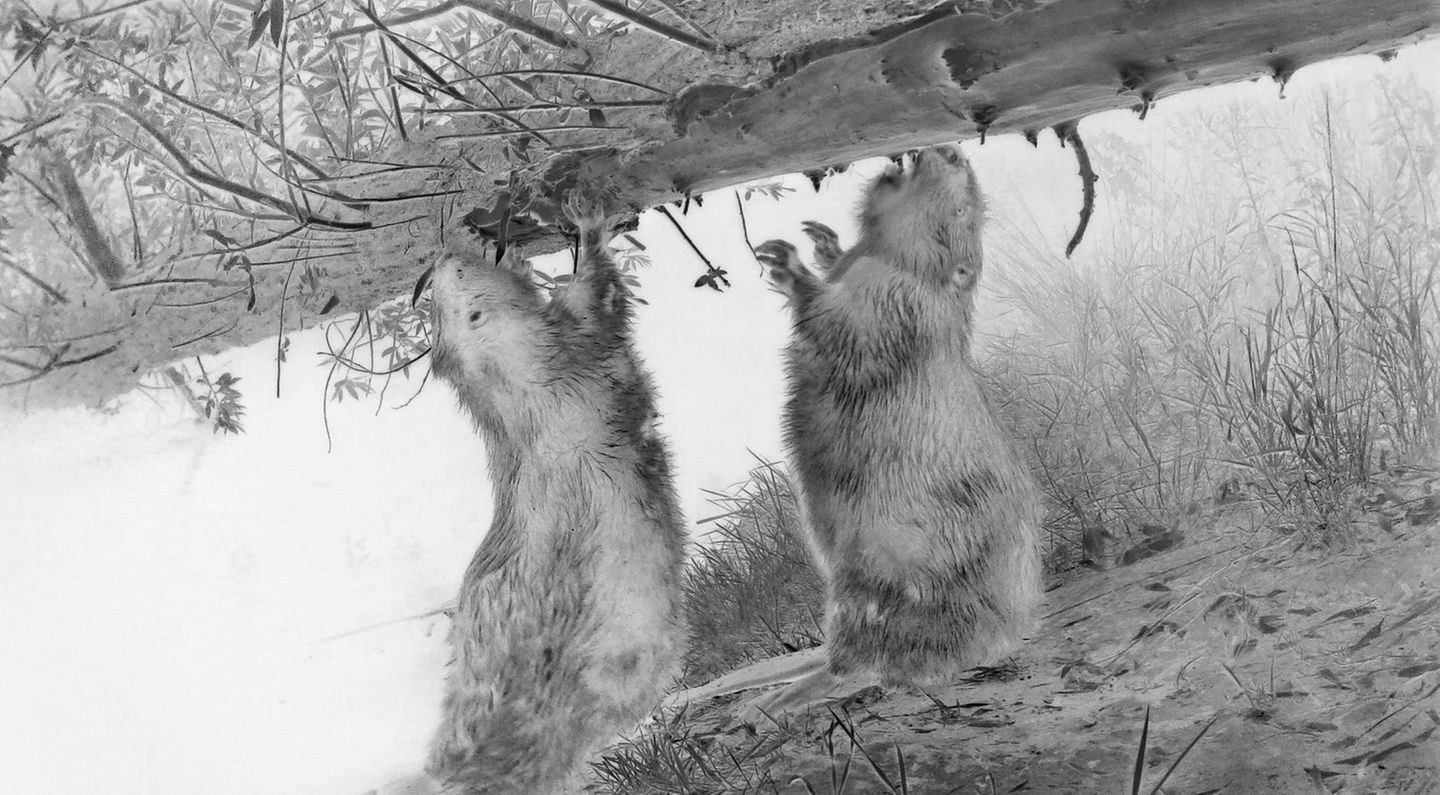 Wenn Tiere selbst auf den Auslöser drücken: Diese Serie entstand mit Wildkameras, die nur bei Bewegung aufnehmen – der Fotograf war also im entscheidenen Moment nicht dabei. Er wählte nur die Orte, installierte die Kameras und sichtete über Monate das Material. Jedes seiner Bilder wurde so zur Koproduktion zwischen Mensch und Wildtier.     Wolfgang Duerr, dritter Platz in der Kategorie "Wildtiere und Natur"